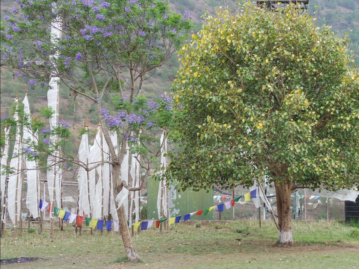 Chemi Lhakang Temple12
